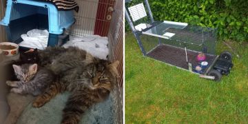 Katzen
