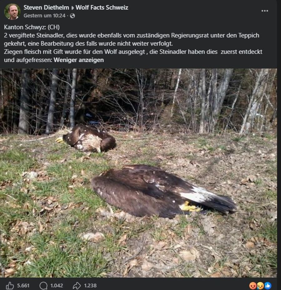 Tote Steinadler