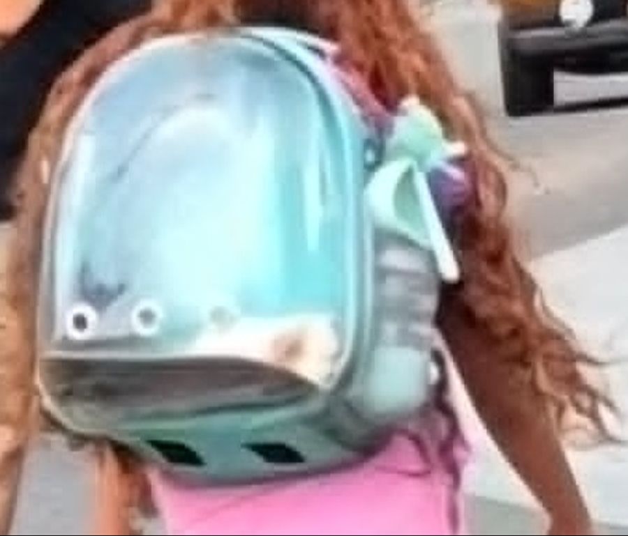 «Das Meerschweinchen bewegte sich im Rucksack und schaute sich immer wieder um», sagt T.M.*