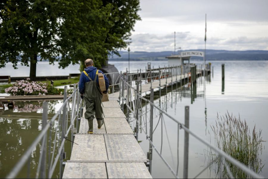 Am Bodensee gibt es aktuell eine Mückenplage.