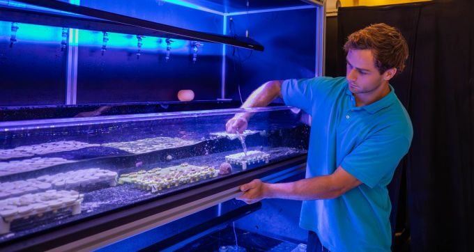 Im Coral Lab von Soneva werden Korallen gezüchtet und in beschädigten Riffen wieder angesiedelt – ein innovatives Projekt, das zur Wiederherstellung der marinen Biodiversität beiträgt und langfristig den Schutz des Ökosystems fördert. Korallenaufzucht