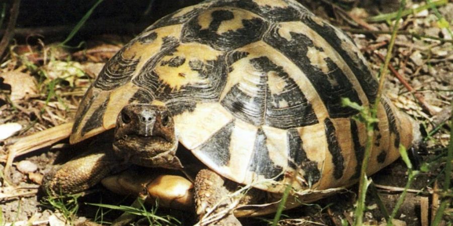 griechische Landschildkröte