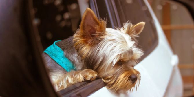 Hund am Autofenster