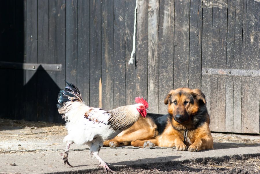 Hund und Hund vegan