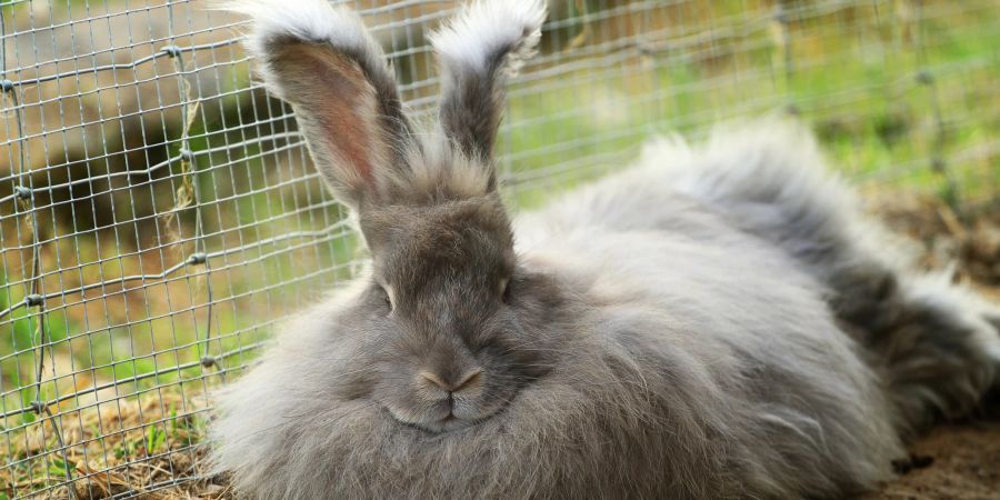 Angora-Kaninchen