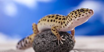 Gecko