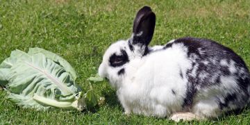 Hase mit Kohl