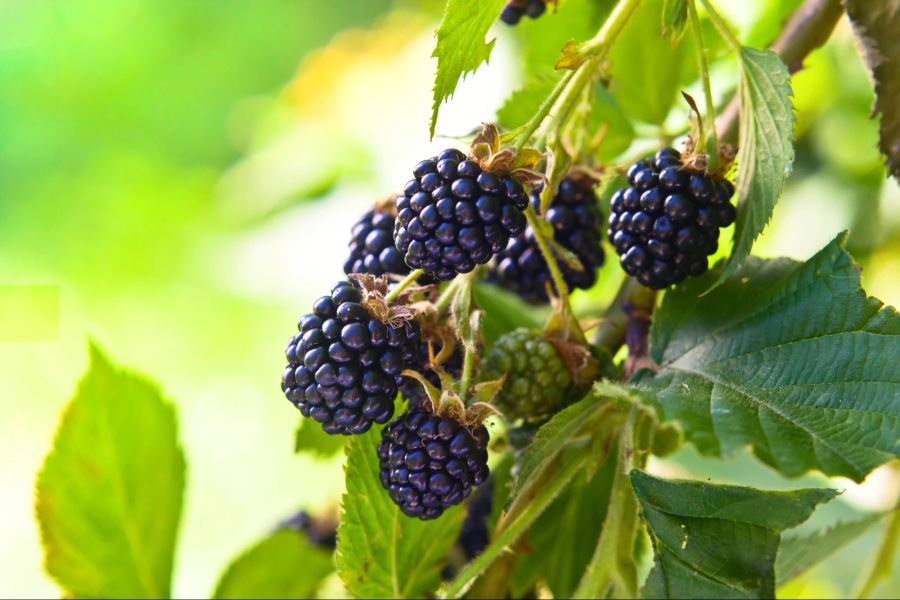 Über verunreinigte Beeren aus dem Wald können sich Menschen mit dem Fuchsbandwurm infizieren.