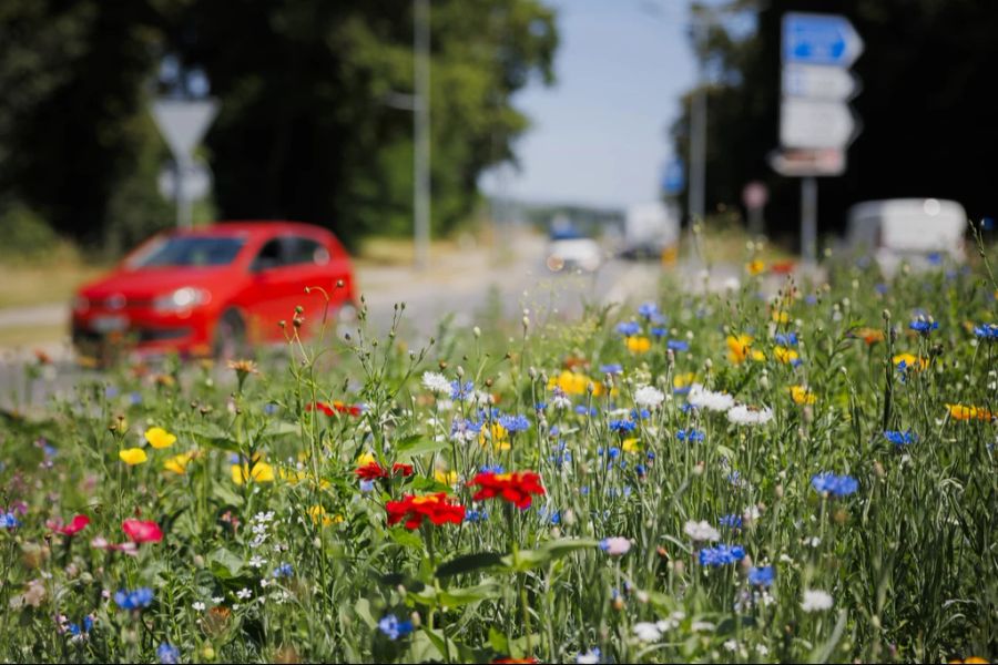 biodiversität