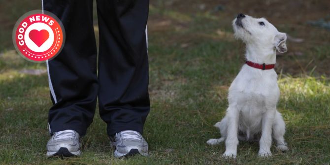 Hunde lindern Schmerzen Menschen