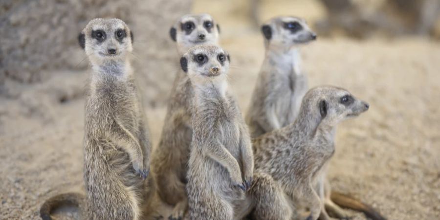 erdmännchen zoo zürich getötet