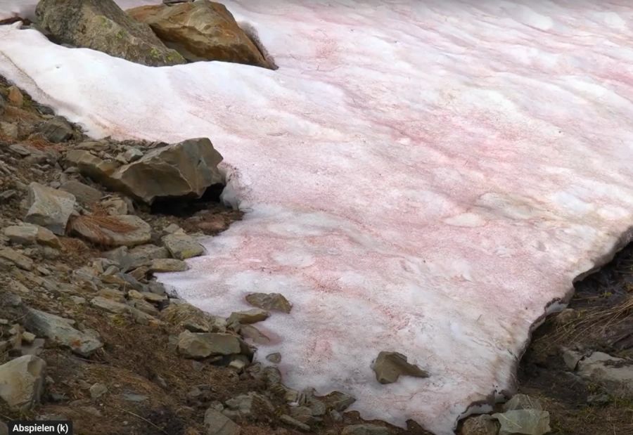 Rot eingefärbter Schnee in den italienischen Alpen.