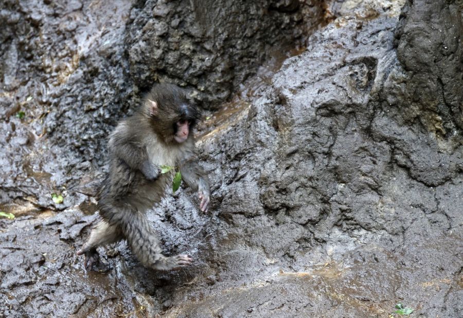 Dieses Bild zeigt das herzige Affenbaby am 25. Februar.