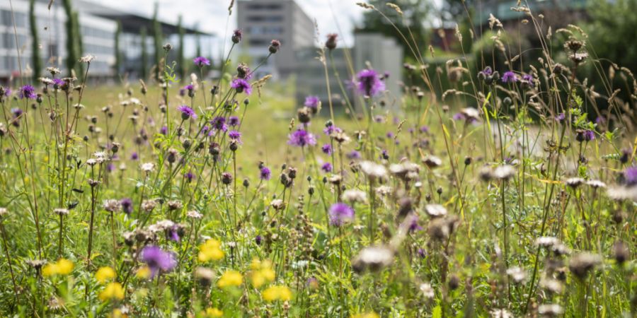 Im Kanton Bern könnten Popup-Biotope auf dem Verordnungsweg eingeführt werden. (Symbolbild)