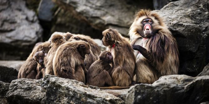 Dschelada zoo zürich