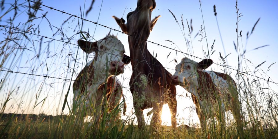 Im Vorarlberg mussten weitere Tiere wegen der Rinder-TBC getötet werden. (Symbolbild)