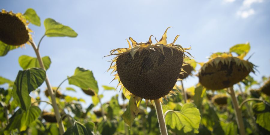 Extremhitze bedroht laut einem Bericht die Existenzgrundlagen von mehr als einer Milliarde Menschen. (Symbolbild)