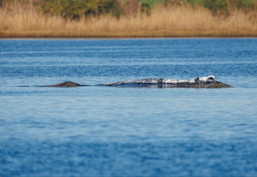 Timmy steckt derweil weiterhin in der Bucht fest.