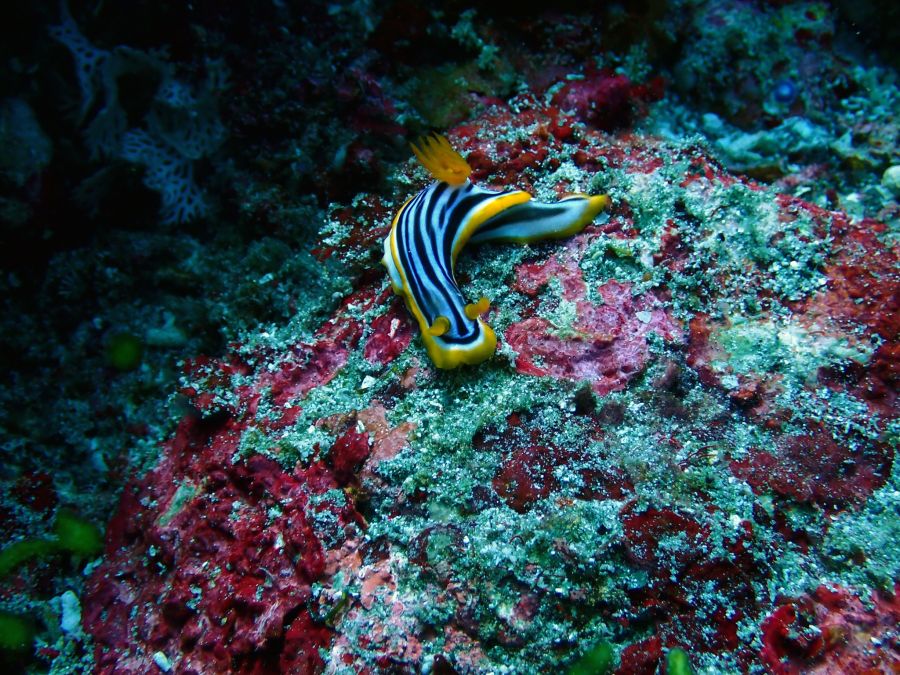 Tauchen Indonesien SAVU