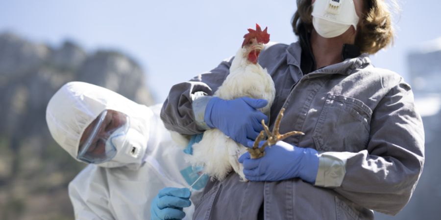Seit Mitte Februar sind in der Schweiz laut dem BLV keine neuen Fälle von Vogelgrippe bei Wildvögeln mehr festgestellt worden. (Archivbild)