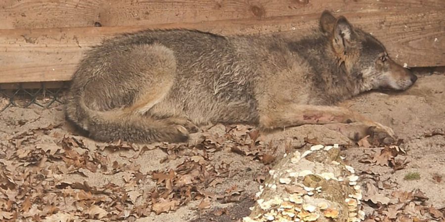 HANDOUT - Der Wolf, der eine Frau in Hamburg verletzt hat, liegt in eine Wildtierauffangstation bei Sachsenhagen. Foto: Umweltbehörde Hamburg/dpa/Archivbild - ACHTUNG: Nur zur redaktio...