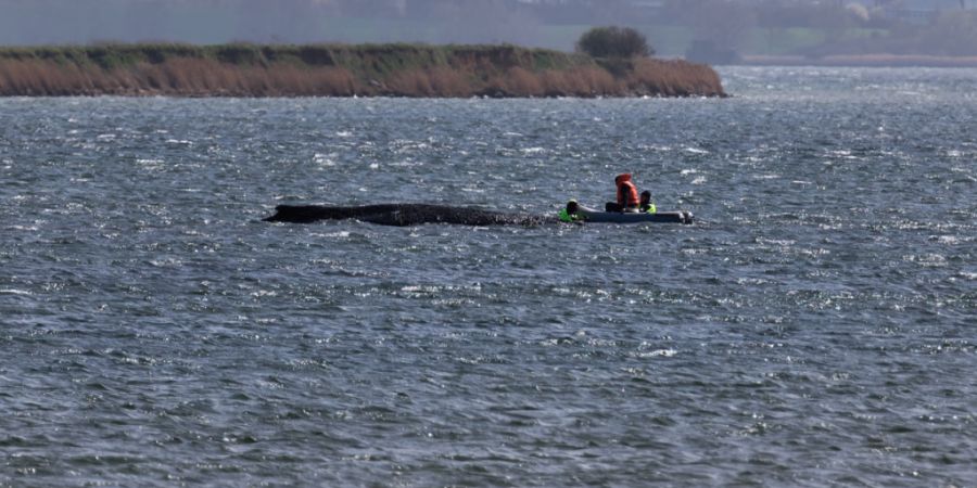 Der Buckelwal liegt am Nachmittag noch immer auf einer Sandbank vor der Insel Poel. Foto: Marcus Golejewski/dpa