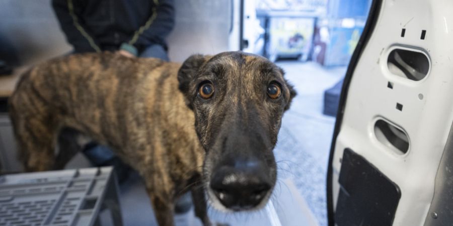 Die Stadt Zürich soll ein günstiges Tierarztangebot für Mittellose schaffen. Der Gemeinderat unterstützt das Anliegen vorläufig. (Archivbild)