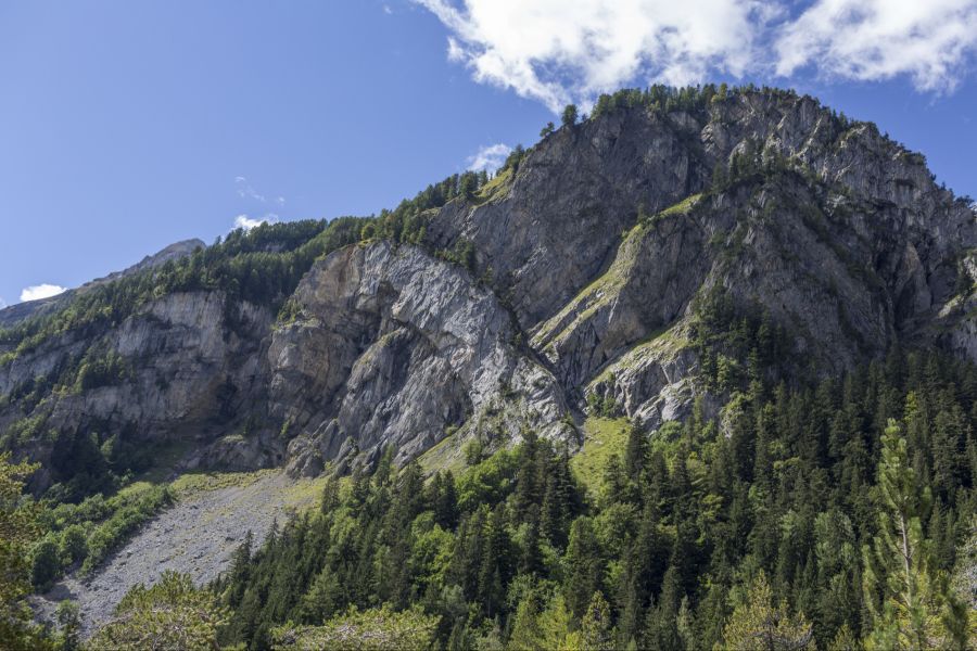 In den Zentralalpen, wo Nadelhölzer dominieren, und auf der Alpensüdseite ist die Verjüngung hingegen deutlich geringer.