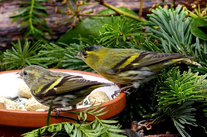 In der freien Natur liebt der Girlitz die Samen des Niedrigen Ehrenpreis. Vogel Girlitz Weibchen Männchen Teller Samen Nüsse