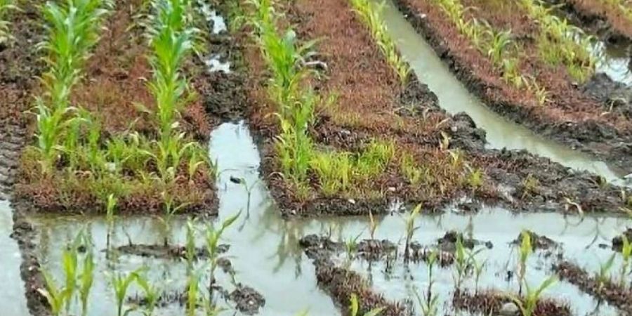 landwirtschaft