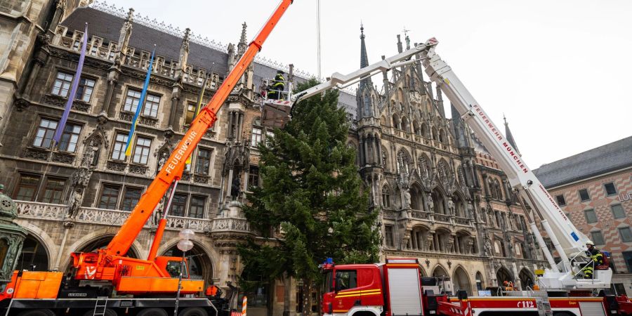 Feuerwehrleute stellen mit Hilfe eines Krans den Weihnachtsbaum auf dem Münchner Marienplatz auf.