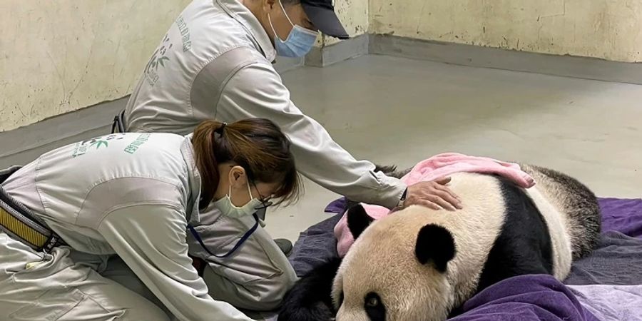 Panda Tuan Tuan wird von Tierärzten untersucht