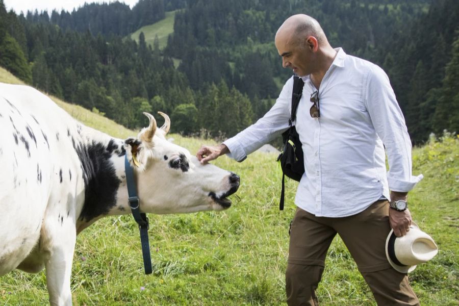 Alain Berset streichelt eine Kuh während einer Wanderung von Riggisalp nach Schwarzsee.