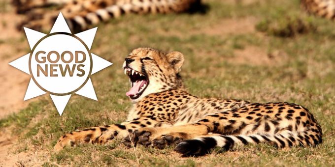 Good News - Der Gepard kehrt nach Indien zurück