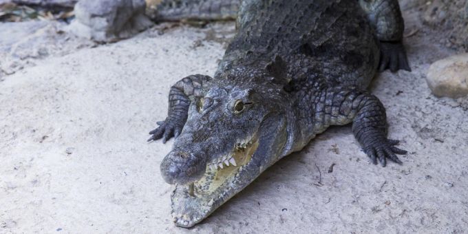 Ein Krokodil sorgt in Costa Rica für ein Drama. Krokodil