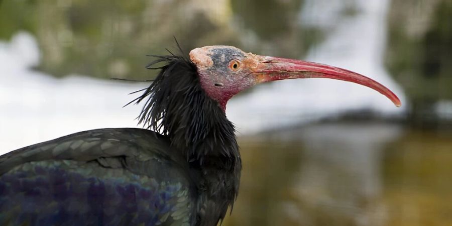 Brütet seit 400 Jahren erstmals wieder in der Schweiz: Der Waldrapp, hier ein Exemplar im Tierpark Goldau. (Archivbild)