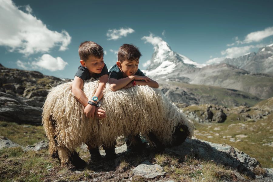 Auf Tuchfühlung mit den Walliser Schwarznasenschafen – die Themenwanderung «Meet the Sheep».