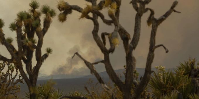 Das Feuer ist durch Joshua-Bäume im Mojave National Preserve in Kalifornien zu sehen. Foto: Ty O'Neil/AP/dpa Das Feuer ist durch Joshua-Bäume im Mojave National Preserve in Kalifornien zu sehen. Foto: Ty O'Neil/AP/dpa