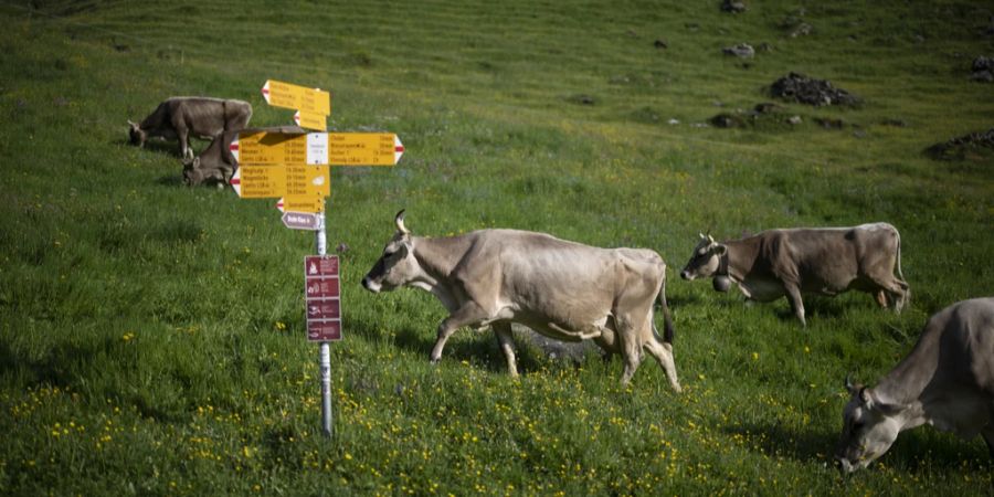 Wer im Alpstein wandern geht, trifft auf zahlreiche Kühe. (Archivbild)