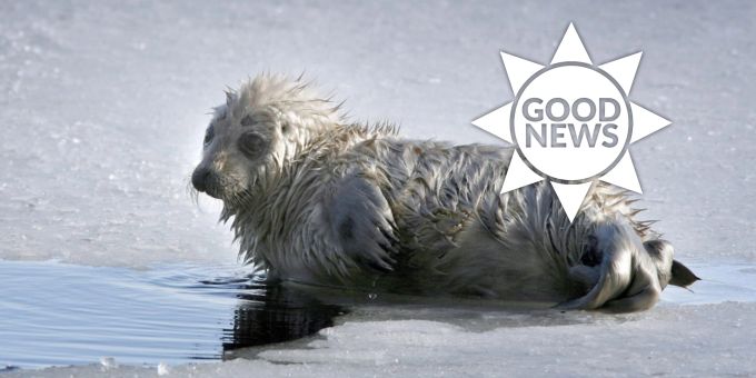 Good News - 2023 schon 100 bedrohte Saimaa-Robbenbabys geboren