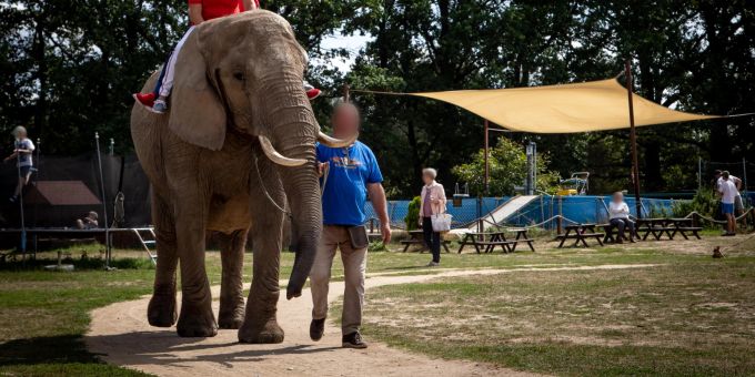 Elefantenreiten zählt zu den Klassikern unter den Touristenattraktionen, sollte aber gemieden werden. Elefantenreiten gegen Tierschutz