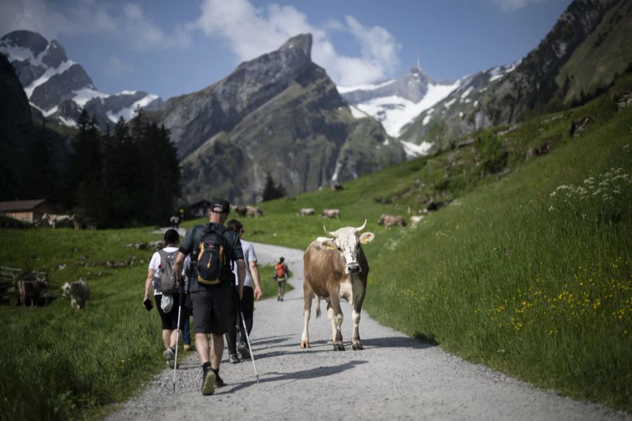 Die Besitzerin der Kuh, eine Landwirtin, sprach von einer «absoluten Frechheit». (Archivbild)