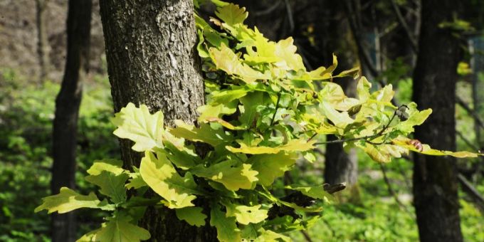 In diesem Wald in Bülach ZH setzte der Mann sein Opfer aus. Wald von Bülach