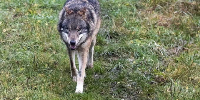 Nach Nutztierrissen - Einzelwolf im Wallis wurde abgeschossen