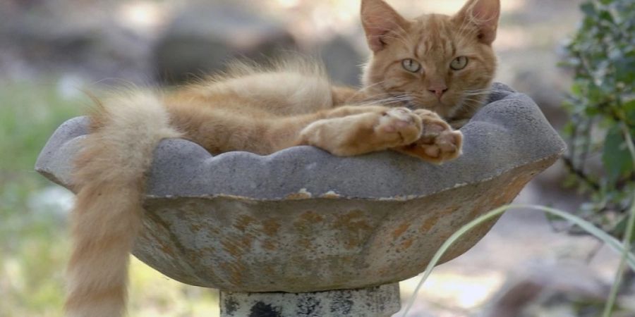 Eine Katze in einem Vogelbad. (Archivbild)