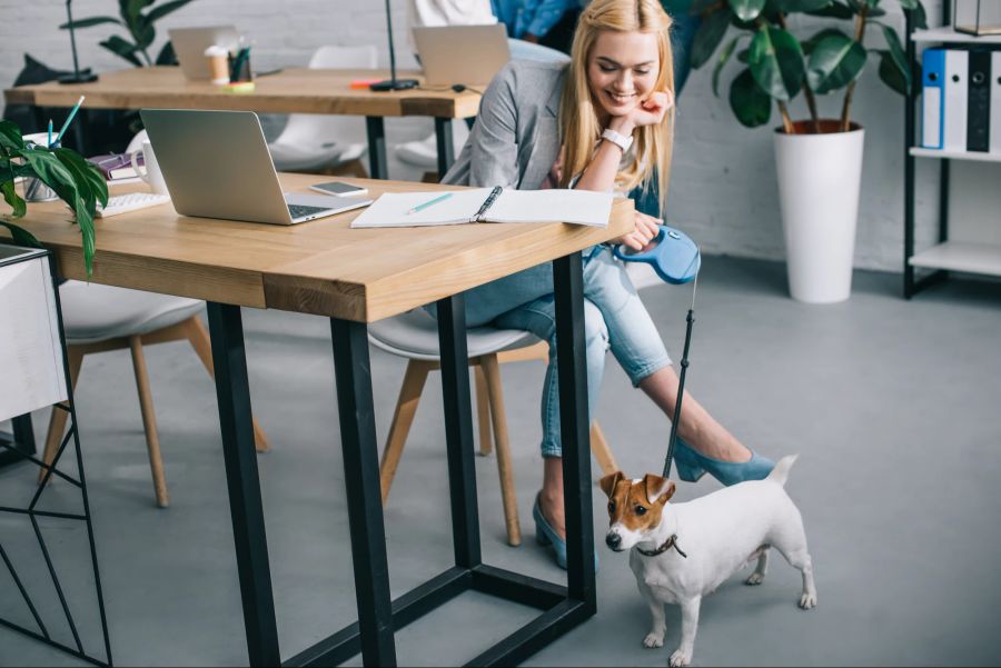 Hund im Büro