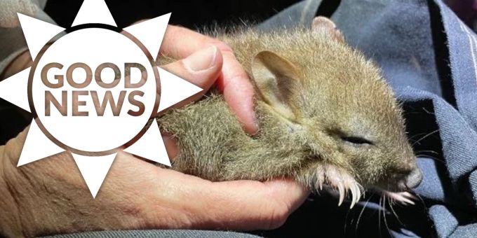 Good News - Population von bedrohtem Rattenkänguru verdoppelt