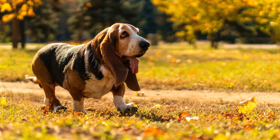 Hunde mit kurzen Beinen, wie beispielsweise der Basset Hound, sind besonders gefährdet, an IVDD zu erkranken.