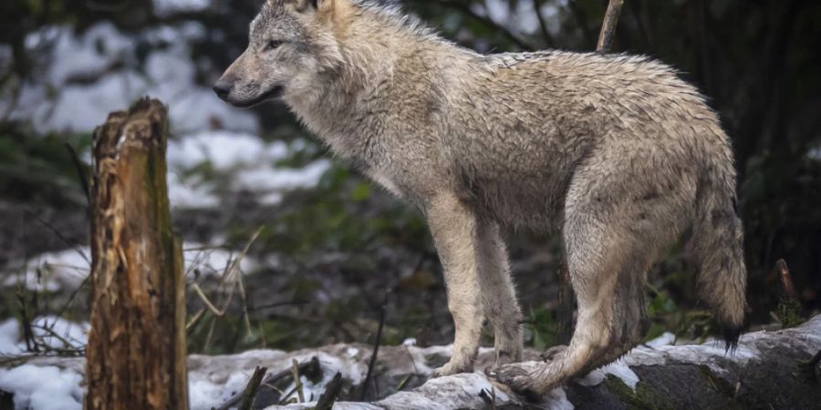 Ein Wolf in einem Tierpark.(Symbolbild)