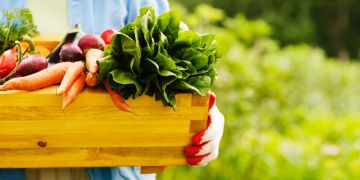 Kiste Gemüse Ernte Hand Gartenhandschuhe